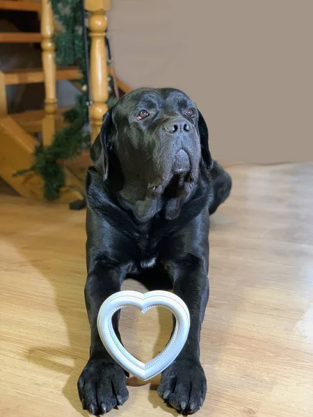 Zwarte, grote hond met een wit hart. De rasechte hond Cane Corso ligt op de grond. Concept: liefde voor dieren, liefde voor honden — Stockfoto