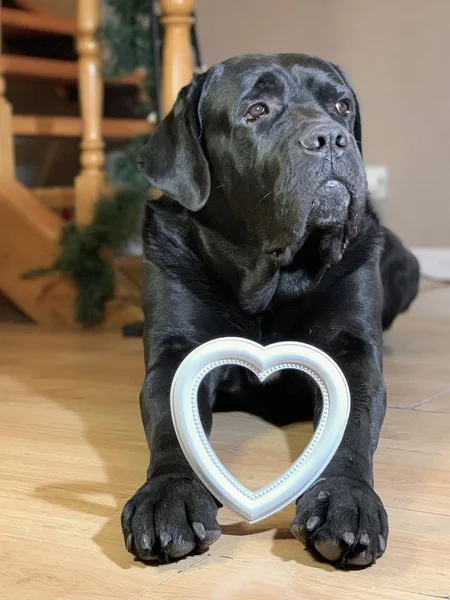 Black, big dog with a white heart. The purebred dog Cane Corso lies on the floor. Concept: love for animals, love for dogs