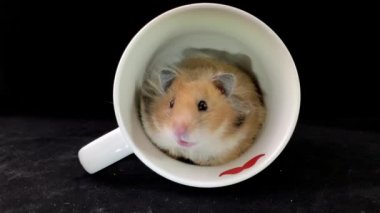 Beyaz fincanda pofuduk hamster, siyah arka planda. Kemirgen bir bardakta oturuyor. Ev faresi tabaklara tırmandı..