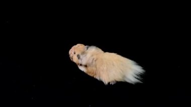Siyah arka planda cevizli tüylü hamster. Kahverengi hamster yiyecekle çalışır. Ev kemirgeni yiyecek buldu..