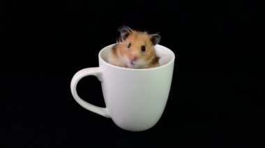Beyaz fincanda pofuduk hamster, siyah arka planda. Kemirgen bir bardakta oturuyor. Ev faresi tabaklara tırmandı..