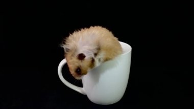 Beyaz fincanda pofuduk hamster, siyah arka planda. Kemirgen bir bardakta oturuyor. Ev faresi tabaklara tırmandı..