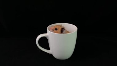 Beyaz fincanda pofuduk hamster, siyah arka planda. Kemirgen bir bardakta oturuyor. Ev faresi tabaklara tırmandı..