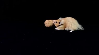 Siyah arka planda cevizli tüylü hamster. Kahverengi hamster yiyecekle çalışır. Ev kemirgeni yiyecek buldu..
