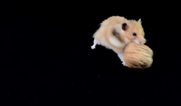 绒毛仓鼠与胡桃 黑色背景 这只棕色的仓鼠带着食物跑 家鼠发现食物 — 图库视频影像