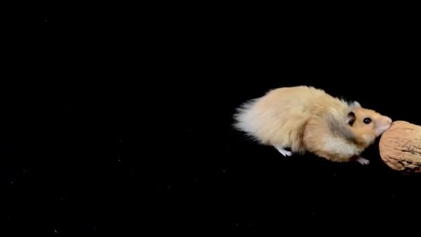 Flauschiger Hamster Mit Walnuss Auf Schwarzem Hintergrund Der Braune Hamster — Stockvideo