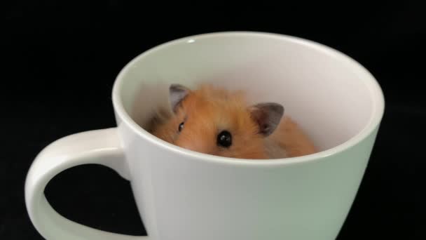 Flauschiger Hamster Einer Weißen Tasse Auf Schwarzem Hintergrund Sitzt Das — Stockvideo