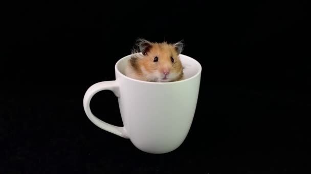 Flauschiger Hamster Einer Weißen Tasse Auf Schwarzem Hintergrund Sitzt Das — Stockvideo