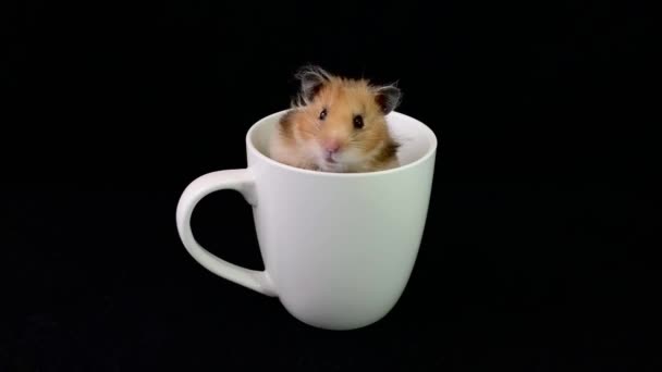 Flauschiger Hamster Einer Weißen Tasse Auf Schwarzem Hintergrund Sitzt Das — Stockvideo