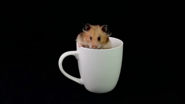 Fluffy Hamster Een Witte Beker Een Zwarte Achtergrond Het Knaagdier — Stockvideo