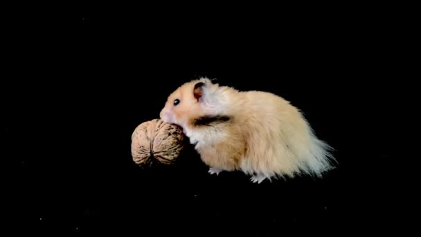 Flauschiger Hamster Mit Walnuss Auf Schwarzem Hintergrund Der Braune Hamster — Stockvideo