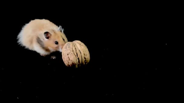Hamster moelleux avec noix, sur fond noir. Le hamster brun court avec de la nourriture. Accueil rongeur trouvé de la nourriture .