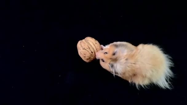 Fluffy Hamster Med Valnöt Svart Bakgrund Den Bruna Hamstern Springer — Stockvideo