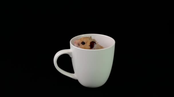 白いカップにふわふわのハムスター 黒い背景に そのげっ歯類はガラスの中に座っている 家のマウスは皿に登った — ストック動画