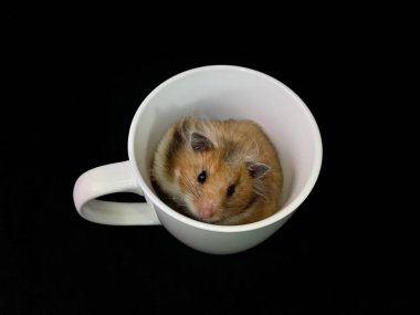 Beyaz fincanda pofuduk hamster, siyah arka planda. Kemirgen bir bardakta oturuyor..