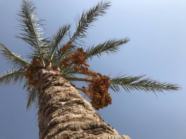 Mısır 'da Kızıl Deniz' de bir otelde palmiye ağaçları. Güneş doğarken deniz kenarında tropik ağaçlar. Sharm El Sheikh 'de gün doğumu.