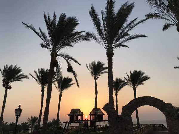 Palmeras en el Mar Rojo en un hotel en Egipto. Árboles tropicales junto al mar al amanecer. Salida del sol en Sharm El Sheikh . — Foto de Stock