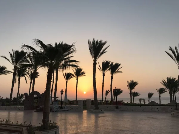 Palm trees on the Red Sea in a hotel in Egypt. Tropical trees by the sea at sunrise. Sunrise in Sharm El Sheikh. — Stock Photo, Image