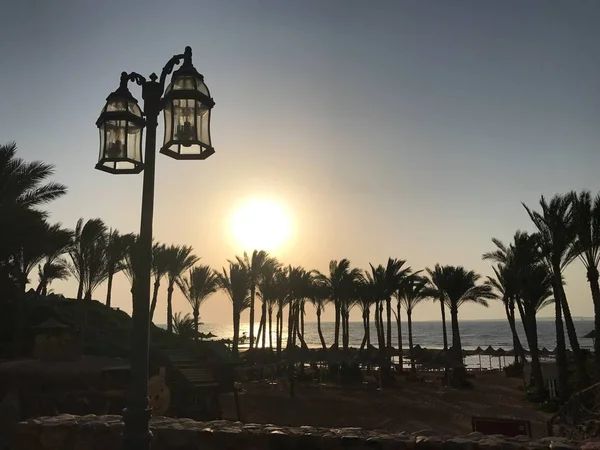 Palm trees on the Red Sea in a hotel in Egypt. Tropical trees by the sea at sunrise. Sunrise in Sharm El Sheikh. — Stock Photo, Image