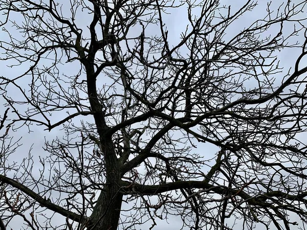 Struktura pozadí: větve stromů proti obloze. Velký starý strom s větvemi. — Stock fotografie