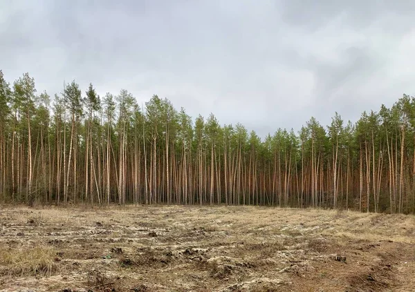 Green pine forest, view from afar. Tall, beautiful pine trees on a background of cloudy sky. Picturesque forest landscape. Concept: deforestation — 스톡 사진