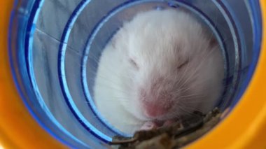 Borudaki beyaz hamster yemek yer. Evcil kemirgen kafeste. Fare evinde oturuyor..