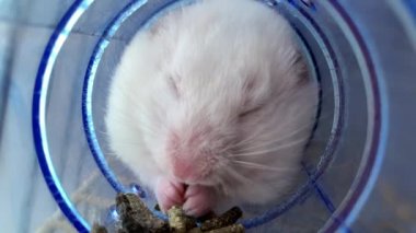 Borudaki beyaz hamster yemek yer. Evcil kemirgen kafeste. Fare evinde oturuyor..