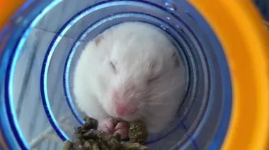 Borudaki beyaz hamster yemek yer. Evcil kemirgen kafeste. Fare evinde oturuyor..