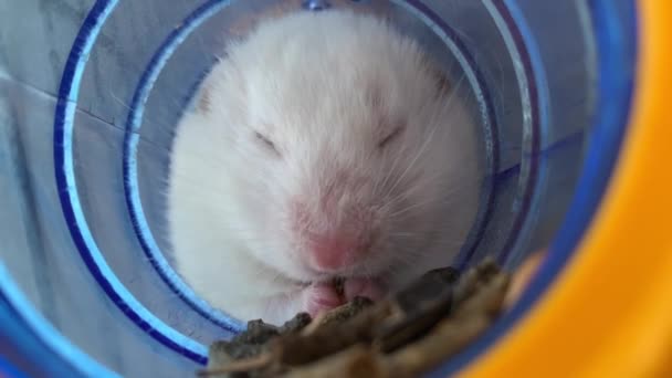 パイプの中の白いハムスターは食べ物を食べる 檻の中の国内げっ歯類マウスは家の中に座っている — ストック動画