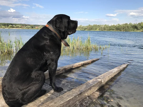 A fekete kutya, Cane Corso a tónál ül. Nagy kutya a part közelében. A háziállat várja a gazdáját.. — Stock Fotó