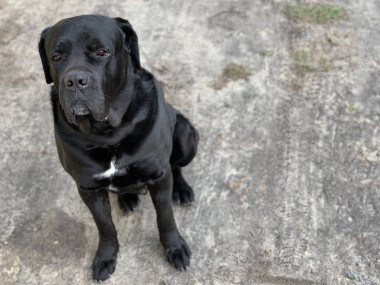 Siyah köpek cins Cane Corso bahçede oturur. Büyük köpek yakından izliyor. Evcil hayvan sokakta sahibini bekliyor..
