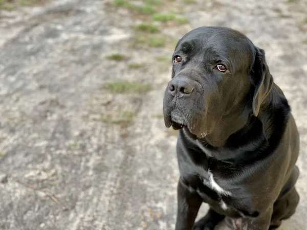 Raça cão preto Cane Corso senta-se no quintal. O cão grande está assistindo de perto. O animal de estimação está esperando para o proprietário na rua. — Fotografia de Stock