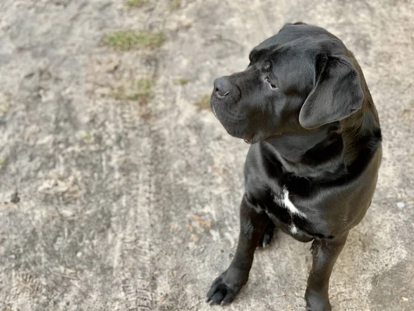 Raça cão preto Cane Corso senta-se no quintal. O cão grande está assistindo de perto. O animal de estimação está esperando para o proprietário na rua. — Fotografia de Stock