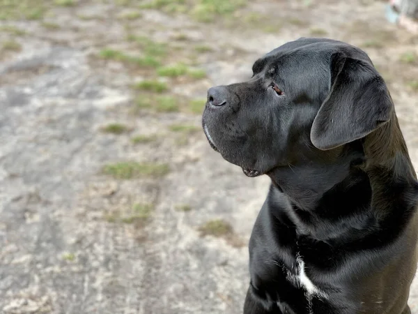 Raça cão preto Cane Corso senta-se no quintal. O cão grande está assistindo de perto. O animal de estimação está esperando para o proprietário na rua. — Fotografia de Stock