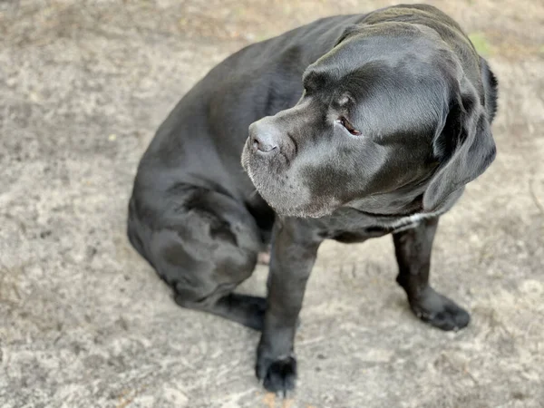 Fekete kutya fajta Cane Corso ül az udvaron. A nagykutya közelről figyel. A háziállat az utcán várja a tulajt.. — Stock Fotó