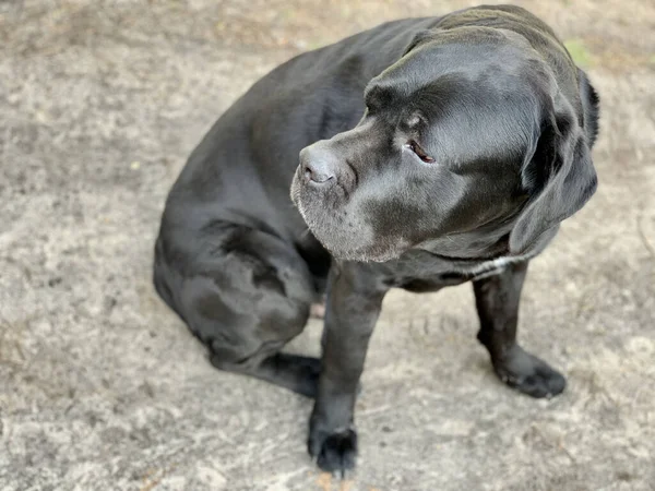 Raça cão preto Cane Corso senta-se no quintal. O cão grande está assistindo de perto. O animal de estimação está esperando para o proprietário na rua. — Fotografia de Stock