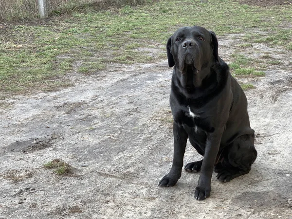 Raça cão preto Cane Corso senta-se no quintal. O cão grande está assistindo de perto. O animal de estimação está esperando para o proprietário na rua. — Fotografia de Stock