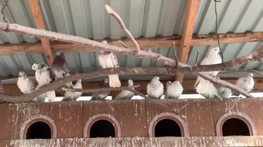Güvercinler çatıda bir güvercinin içinde oturuyorlar. Safkan güvercinler için ahşap bir ev. Çitleri ve çatısı olan kuş evi, kuşlar için kuşhane..
