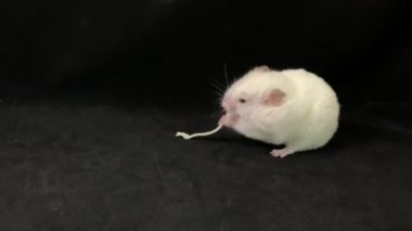 Beyaz, büyük hamster, siyah arka planda yemek yiyor. Kavram: evcil hayvan besleme.
