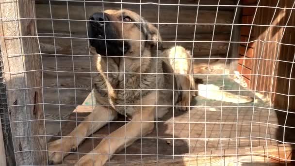 ネットの後ろの空飛ぶ犬 羊飼いは檻の中で閉じられています フェンスの後ろの庭のパット — ストック動画