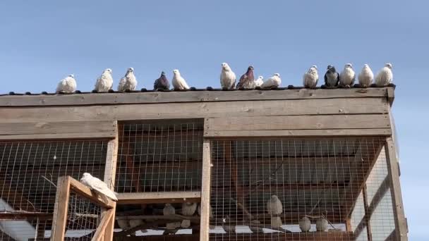 鳩はドームの屋根の上に座っている 純血鳩のための木造の家 鳥のための柵と屋根 空飛ぶ鳥の家 — ストック動画