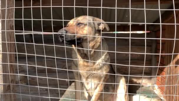 Ağın Arkasındaki Kantinde Bir Köpek Var Çoban Bir Kafese Kapatıldı — Stok video