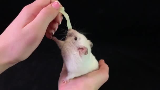 Hamster Branco Nas Mãos Uma Rapariga Roedor Manual Come Comida — Vídeo de Stock