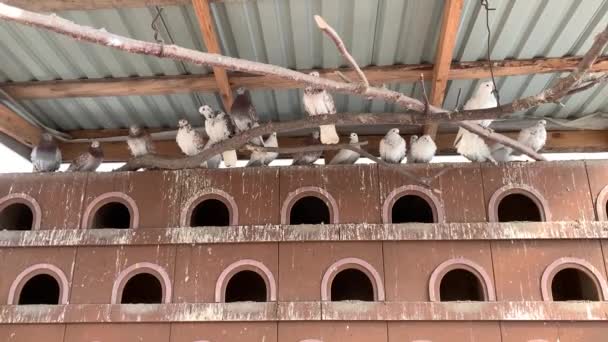 鳩はドームの屋根の上に座っている 純血鳩のための木造の家 鳥のための柵と屋根 空飛ぶ鳥の家 — ストック動画