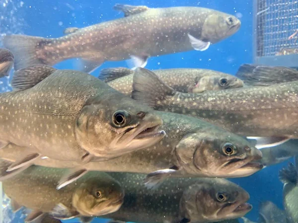 Lot Fish Swims Water Salmon Blue Water Grocery Store Large — Stock Photo, Image
