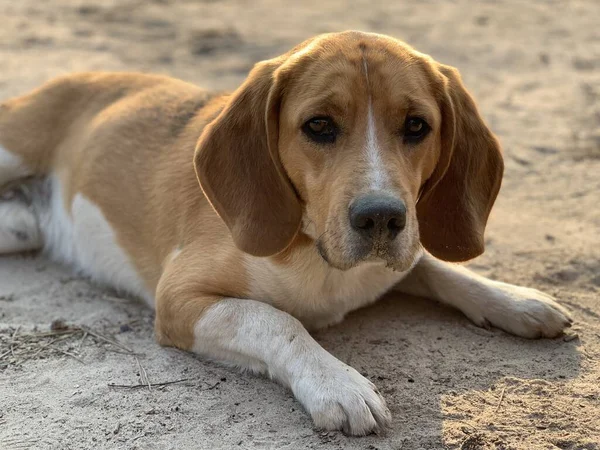 Beagle dog lies in the yard. Pet, family friend, thoroughbred dog in the fresh air. White-brown coloring of a hunting dog.