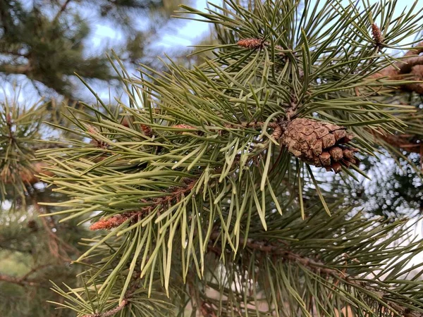 Green Young Spruce Lush Small Coniferous Tree Beautiful Pine Cones — Stock Photo, Image