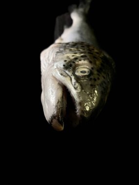 Büyük deniz somonu, siyah arka planda. Kocaman alabalık, yakın çekim. Yüzgeçli ve pullu balık kafası.