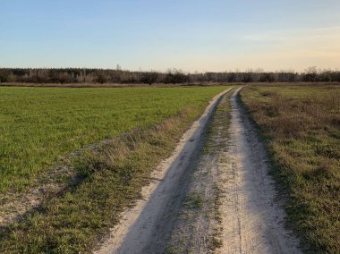 Mavi gökyüzüne karşı tarladan geçen yol. Köye giden yol çayırdaki ormanın yanından geçiyor. Çimlerin üzerinde araba ve araba izleri var..
