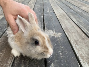 Ahşap zeminde gri bir tavşan. Büyük kulaklı evcil hayvan. Tahtada bir tavşan oturuyor..